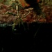 Observation photo