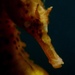 Observation photo