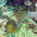 Bluespine Unicornfish - Photo (c) Bob Edgar, all rights reserved, uploaded by Bob Edgar