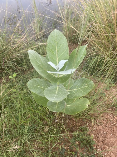giant milkweed