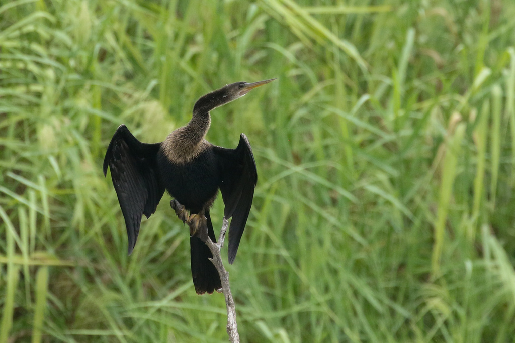 Anhinga from Estero Llano Grande State Park, Mercedes, TX, US on