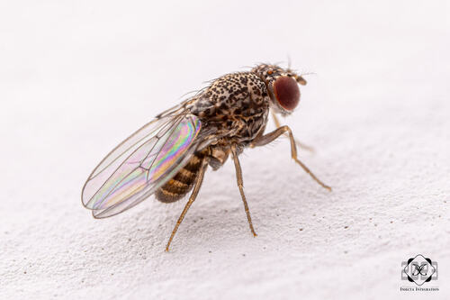 Drosophila hydei Sturtevant, 1921