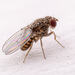 Hydei Fruit Fly - Photo (c) Winsten Slowswakey, all rights reserved, uploaded by Winsten Slowswakey