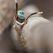 Maratus anomalus - Photo (c) Andrew Scales, כל הזכויות שמורות, הועלה על ידי Andrew Scales