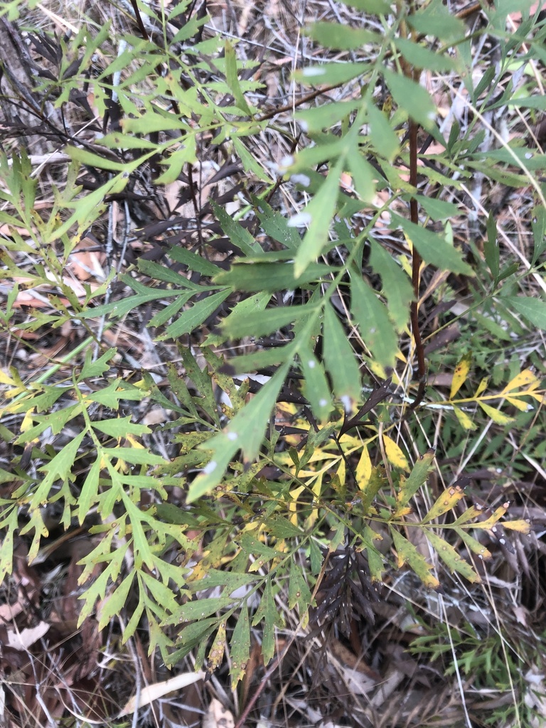 Crinkle Bush from Brightview St, Burbank, QLD, AU on October 11, 2023