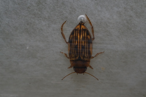 Nebrioporus ceresyi