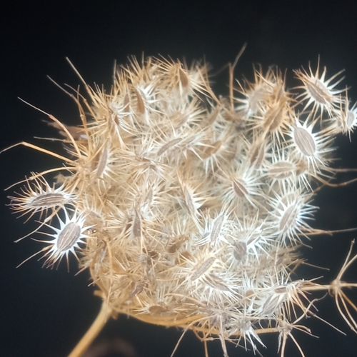 Daucus gracilis