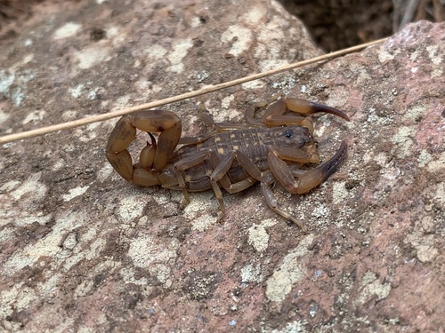 Babycurus centrurimorphus