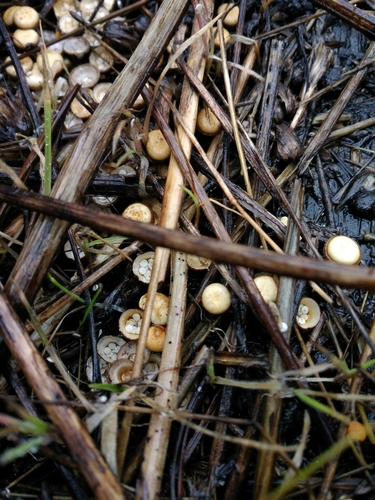 iNaturalist observation photo of common bird's nest fungus