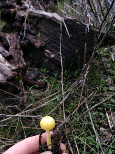 iNaturalist observation photo of yellow fieldcap