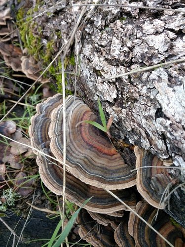 iNaturalist observation photo of turkey-tail