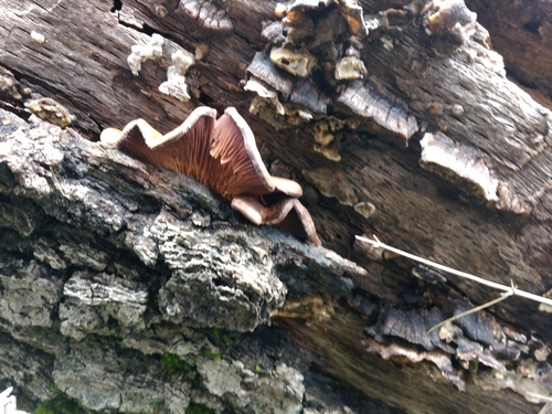 iNaturalist observation photo of Lilac oysterling