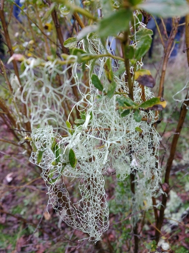iNaturalist observation photo of lace lichen