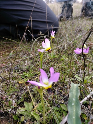iNaturalist observation photo of Padre's Shooting Star