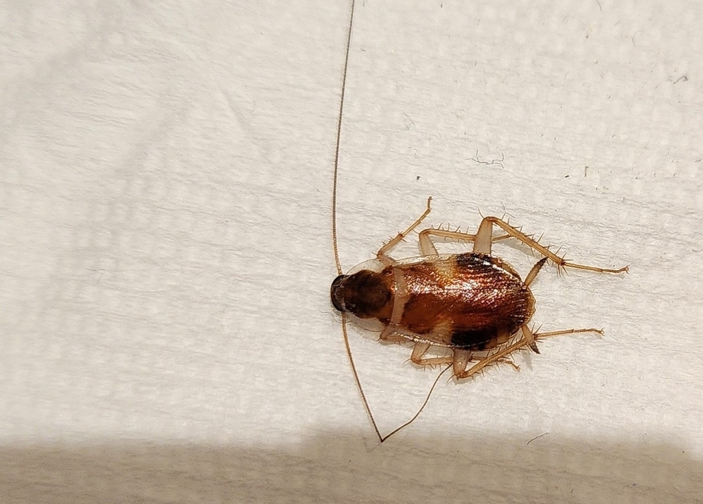 Brown-banded Cockroach in October 2023 by 邱仲良 · iNaturalist