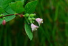 Western Snowberry - Photo (c) Larry Halverson, all rights reserved, uploaded by Larry Halverson