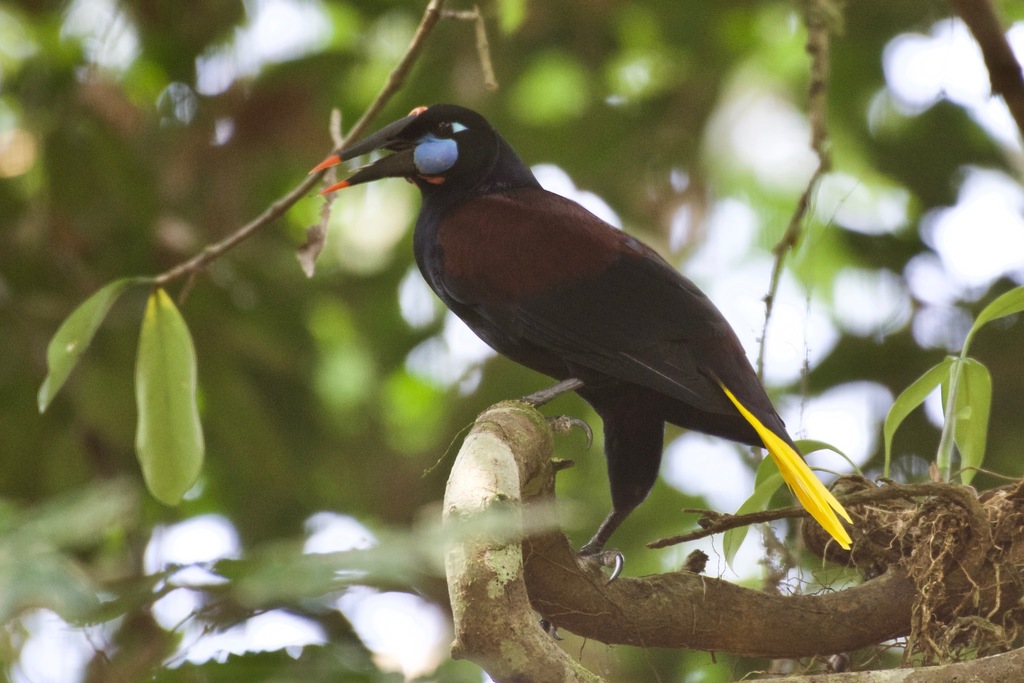 Black Oropendola photo