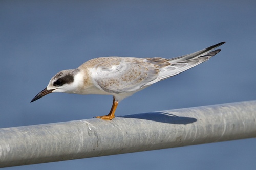 Forster's Tern
