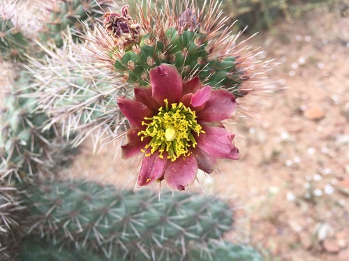 Brincadora Cholla