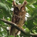 Maned Owl - Photo (c) B Kski, all rights reserved, uploaded by B Kski