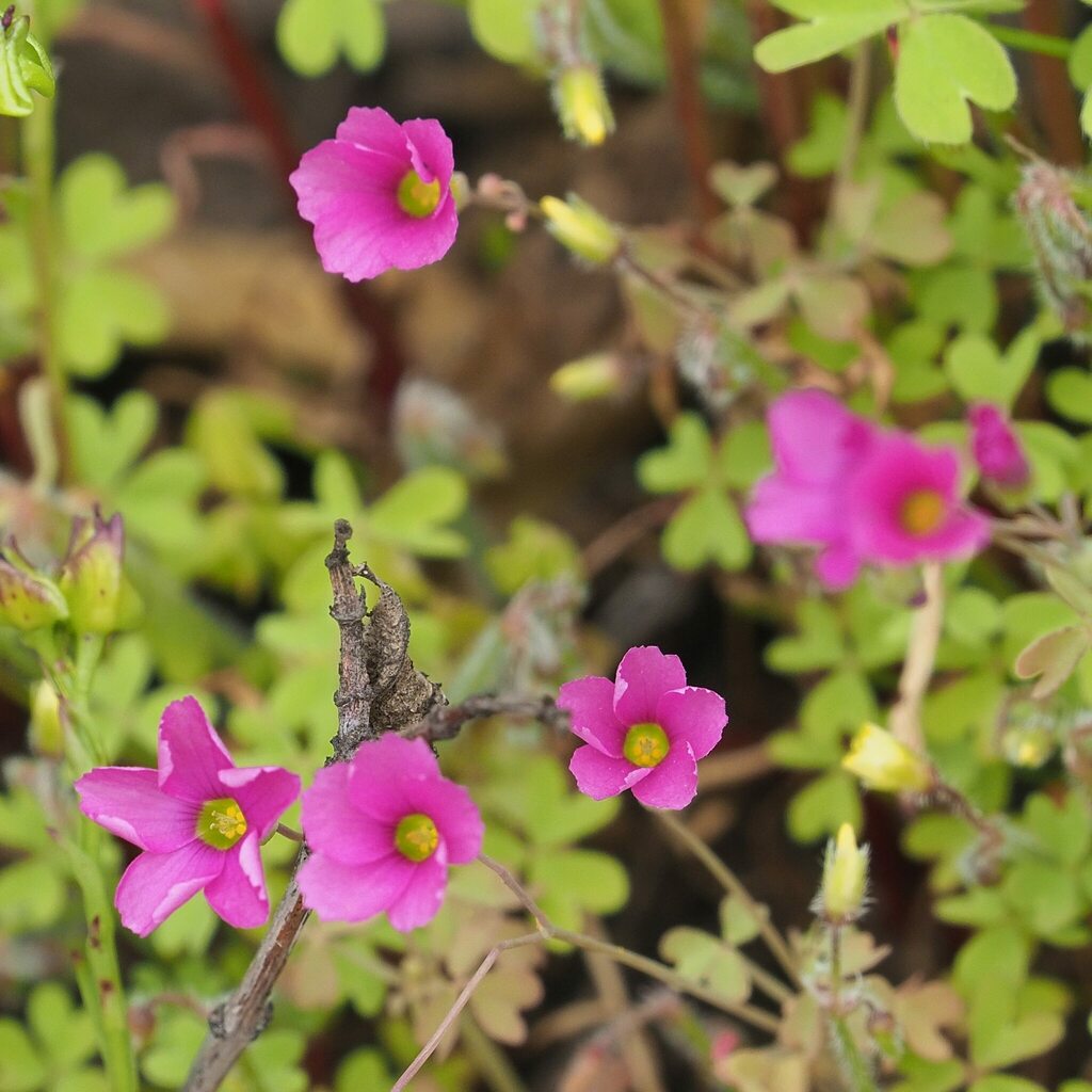 Pink Rawnmon annual pink-sorrel from Aguas de Ramon on October 10, 2023 at 04:05 PM ...