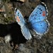 Mariposa Azul de Sonora - Photo (c) Nancy Asquith, todos los derechos reservados, subido por Nancy Asquith