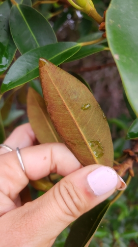 iNaturalist observation photo of Figs