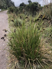 Carex pichinchensis image