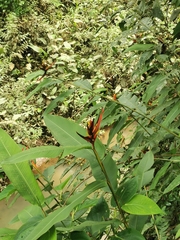 Heliconia mathiasiae image