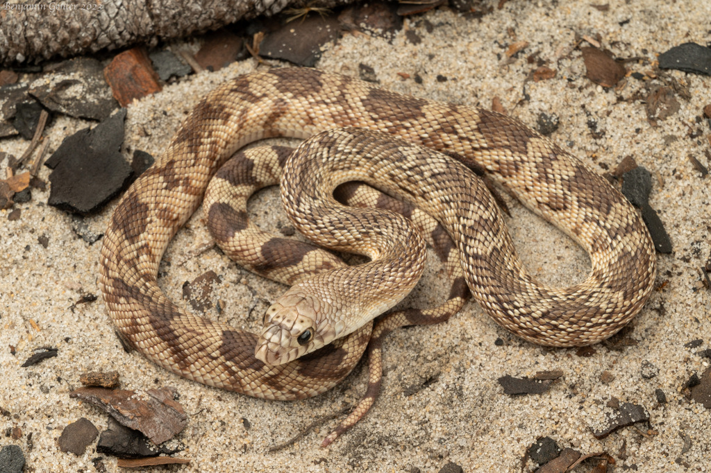 Florida Pine Snake in October 2023 by Benjamin Genter · iNaturalist