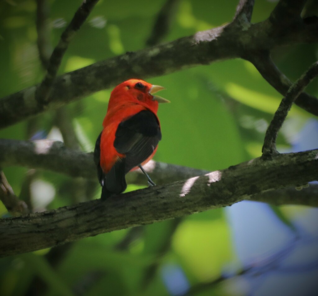 Scarlet Tanager from Jefferson County, US-MO, US on May 16, 2022 at 10: ...