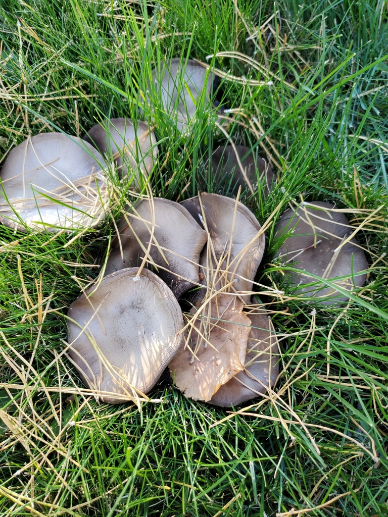 Common Gilled Mushrooms and Allies from Reno, NV 89509, USA on October