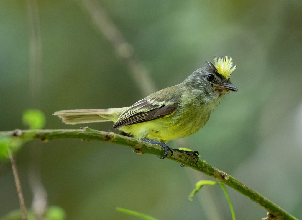 Forest Elaenia (Myiopagis gaimardii) photo