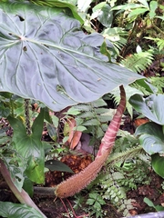 Philodendron verrucosum image