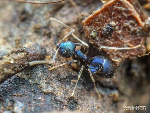 Paraparatrechina malaccanaParaparatrechina malaccana