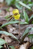 Harper's Trout Lily - Photo (c) J. Kevin England, all rights reserved, uploaded by J. Kevin England