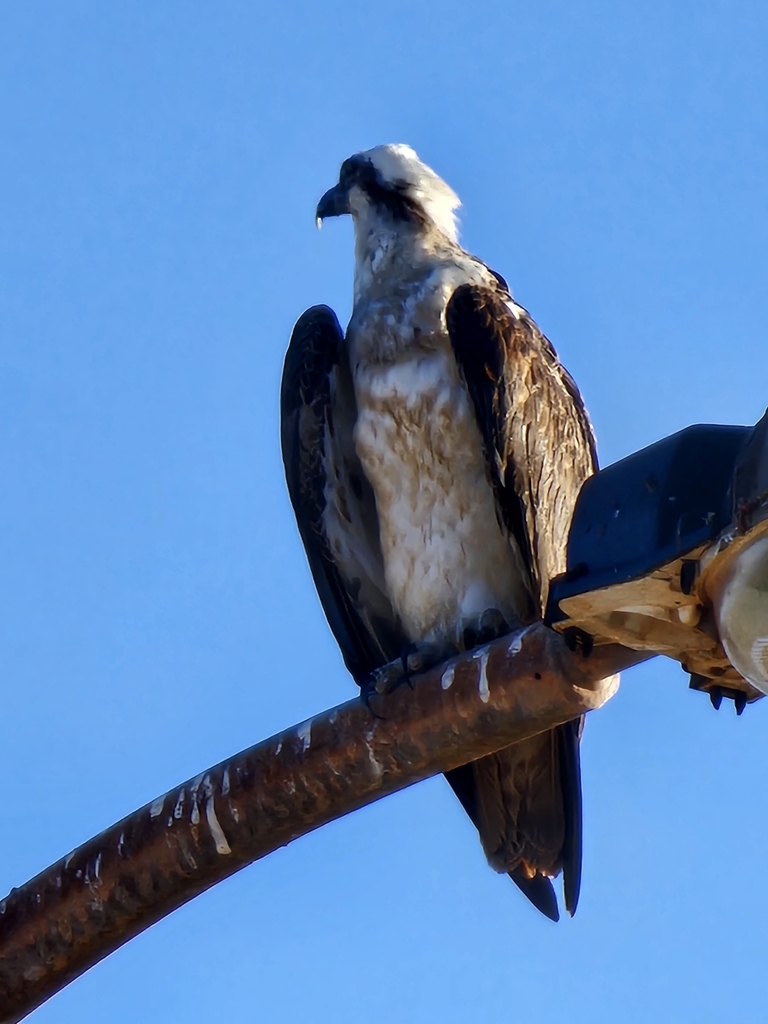 Osprey in October 2023 by Nic Van Zyl · iNaturalist