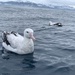 Antipodean Albatross - Photo (c) Po-Wei Chi, all rights reserved, uploaded by Po-Wei Chi