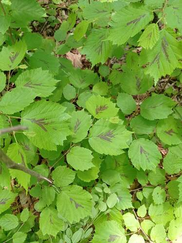How to identify Corylus sieboldiana Blume