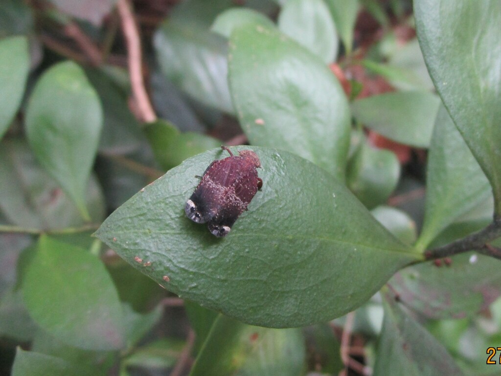 Green face gum hopper from sydney olympic park on september 27 2023 at
