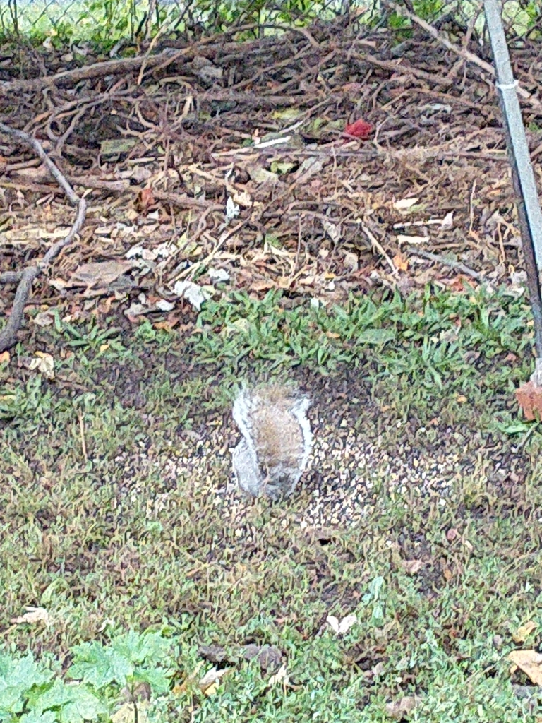 Eastern Gray Squirrel From Montreal QC H4L 4T9 Canada On October 12   Large 