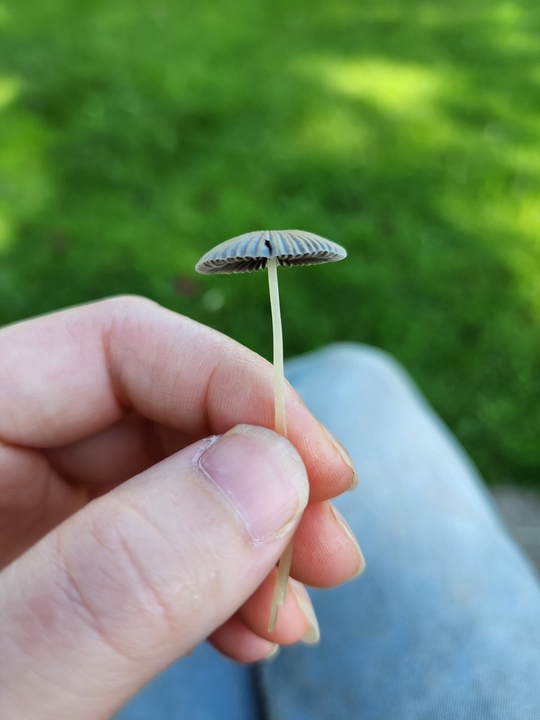 pleated-inkcap-from-broome-county-ny-usa-on-september-28-2023-at-11