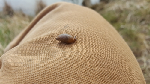 Niobrara Ambersnail