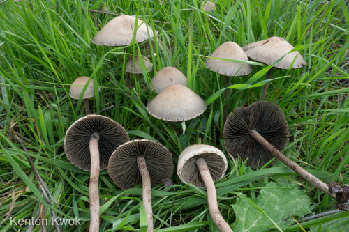 Petticoat Mottlegill