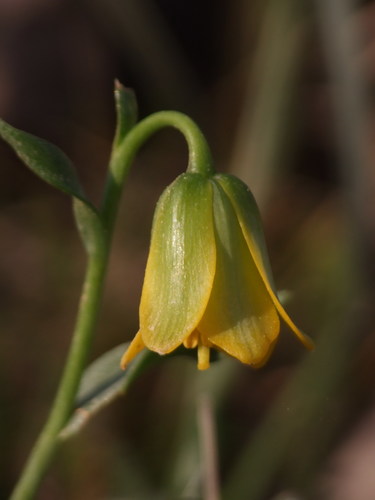 Fritillaria pelinaea