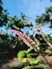 Celosia argentea image