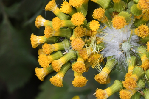 Crassocephalum montuosum