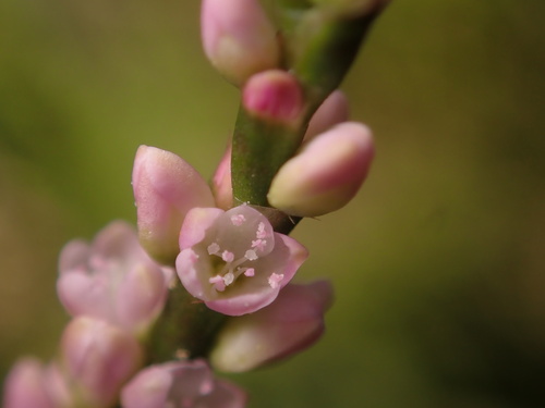 East Asian slender smartweed (Persicaria trigonocarpa)