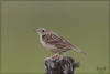 Hellmayr's Pipit - Photo (c) RAP, all rights reserved, uploaded by RAP