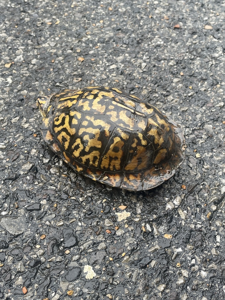 Eastern Box Turtle In October 2023 By Liannek INaturalist   Large 